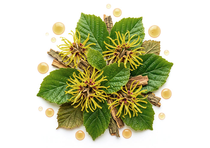 Hamamelis