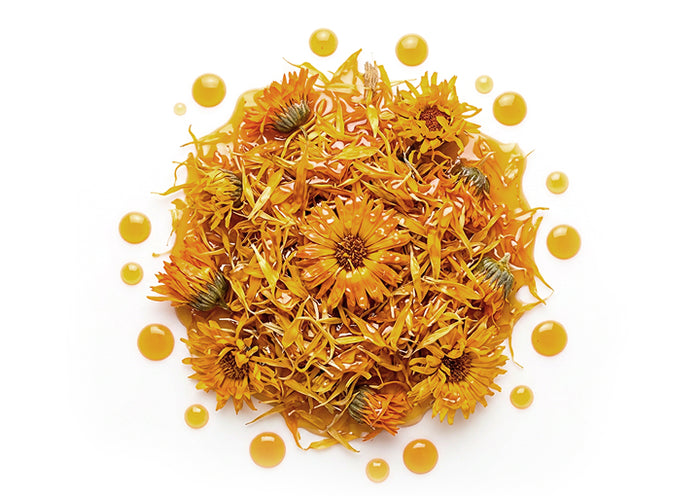 Macerado de caléndula