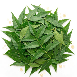 Margosa Neem
