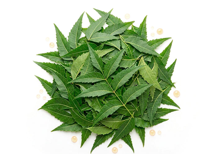 Margosa / Neem 