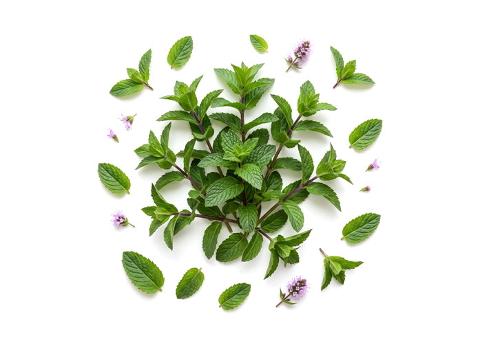 Menta piperita