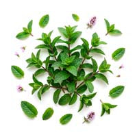 Menta piperita