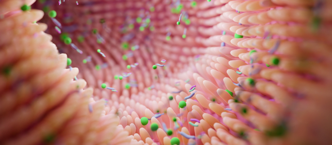 Microbiota equilibrada