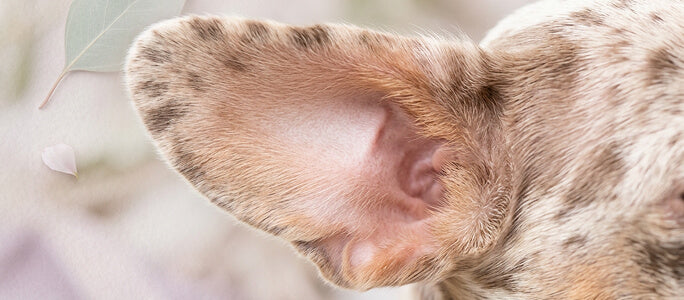 Pabellón auricular equilibrado