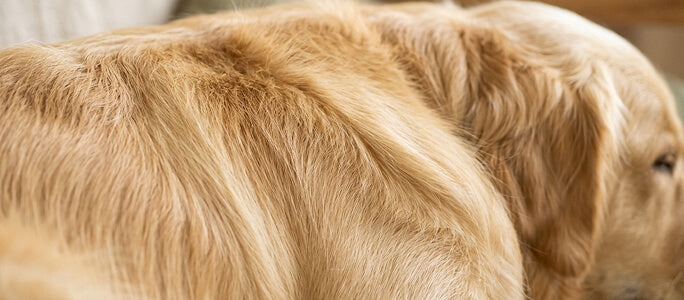 Pelo y piel equilibrados