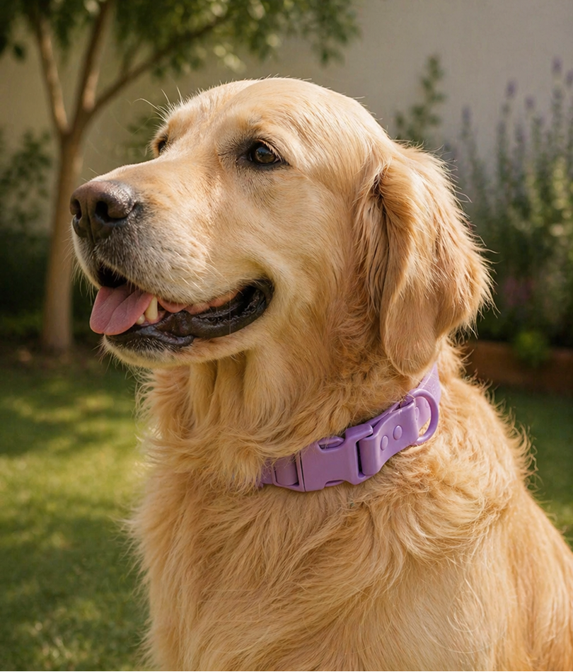 ✨ El nuevo collar easy click