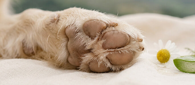 Almohadillas hidratadas