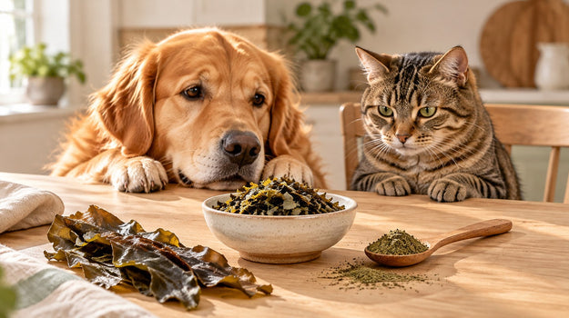 Perro y gato junto a un cuenco de alga Ascophyllum nodosum seca y una cuchara con alga en polvo