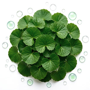 Centella asiática