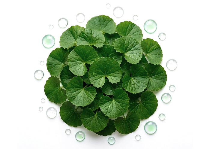 Centella asiática