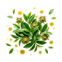 Extracto de té verde
