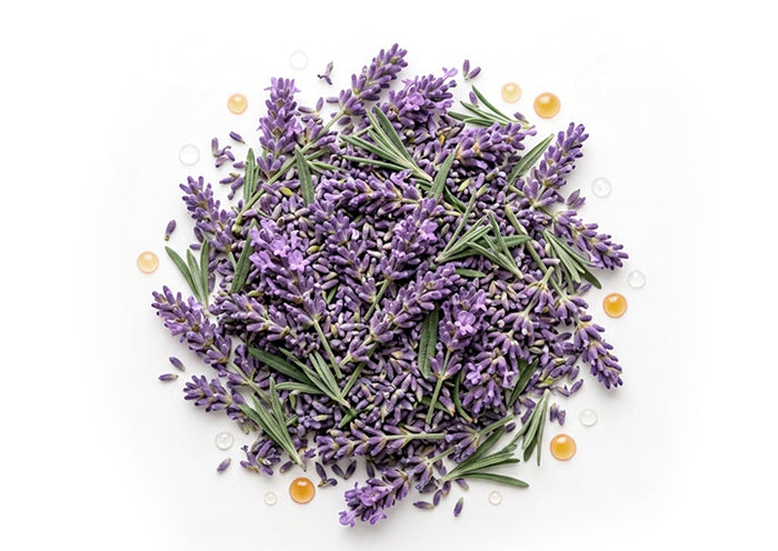 Lavanda