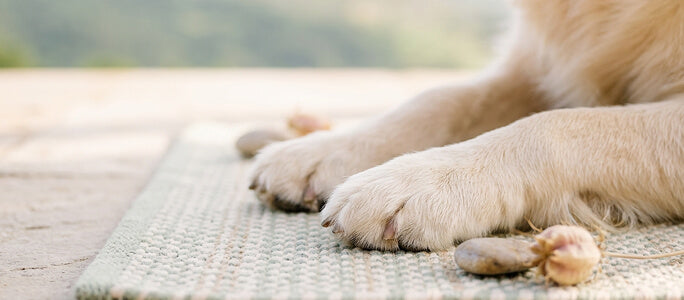 Patas más limpias