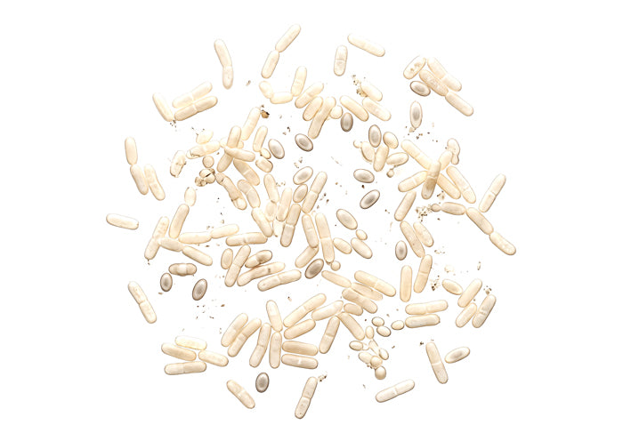 Probióticos (Bacillus velezensis)