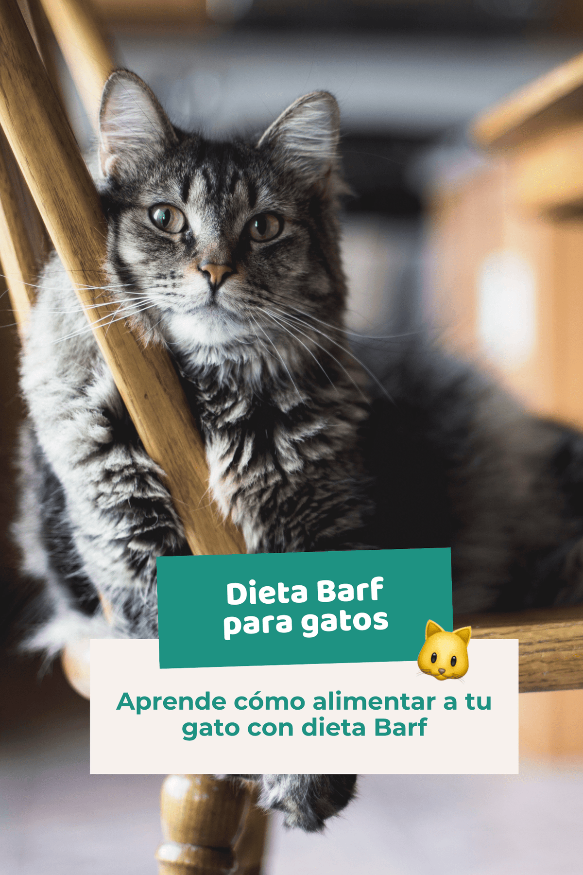 Ebook: Dieta Barf para gatos. Guía completa