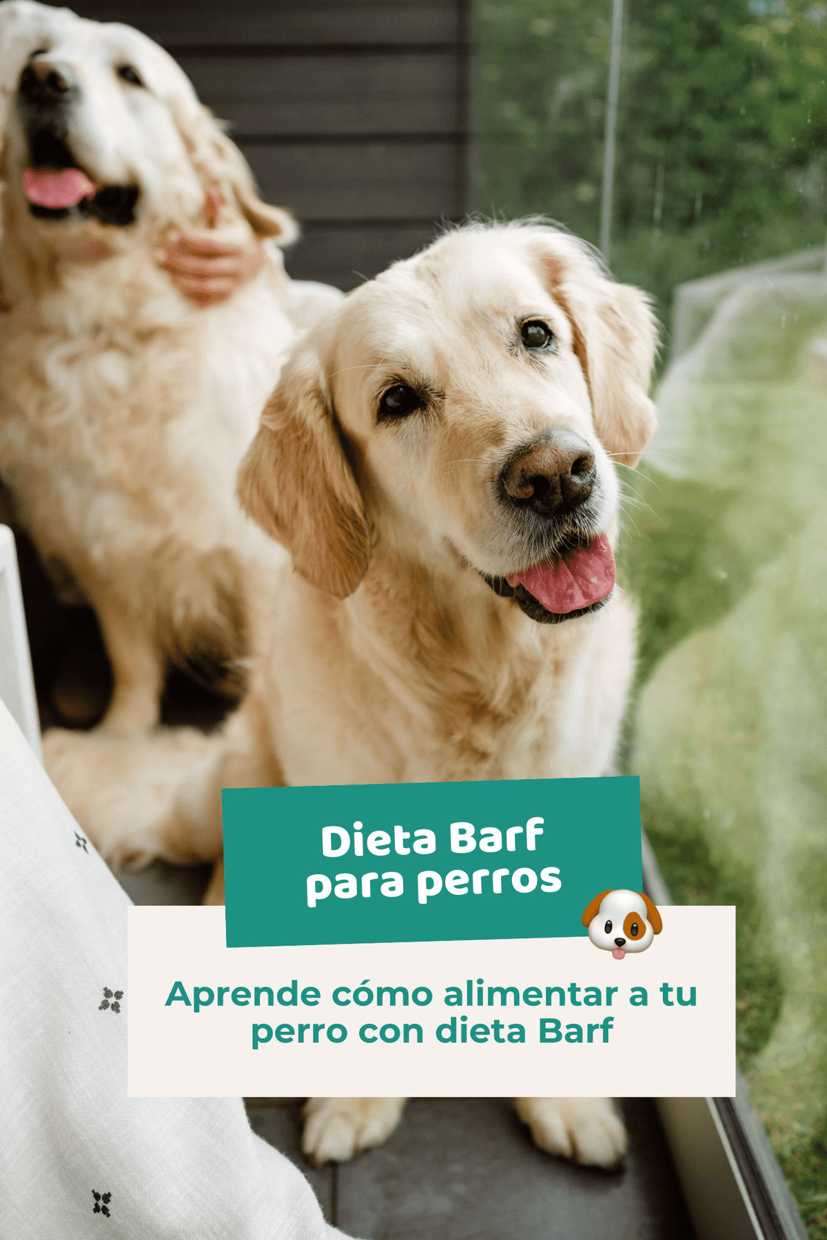 Ebook: Dieta Barf para perros. Guía completa